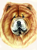 Chow Chow